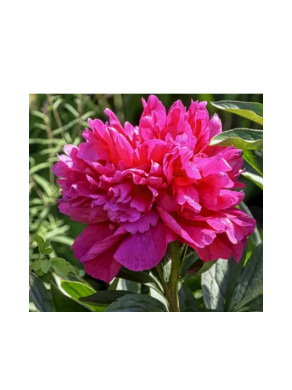 Piwonia chińska - Paeonia lactiflora 'Adolphe Rousseau'