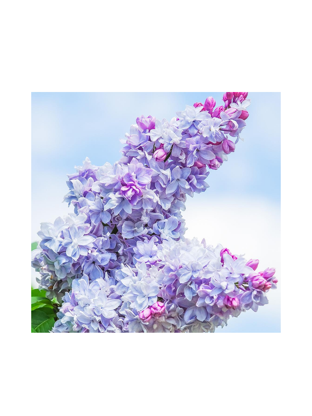 Lilak pospolity - Syringa vulgaris 'Nadezhda'