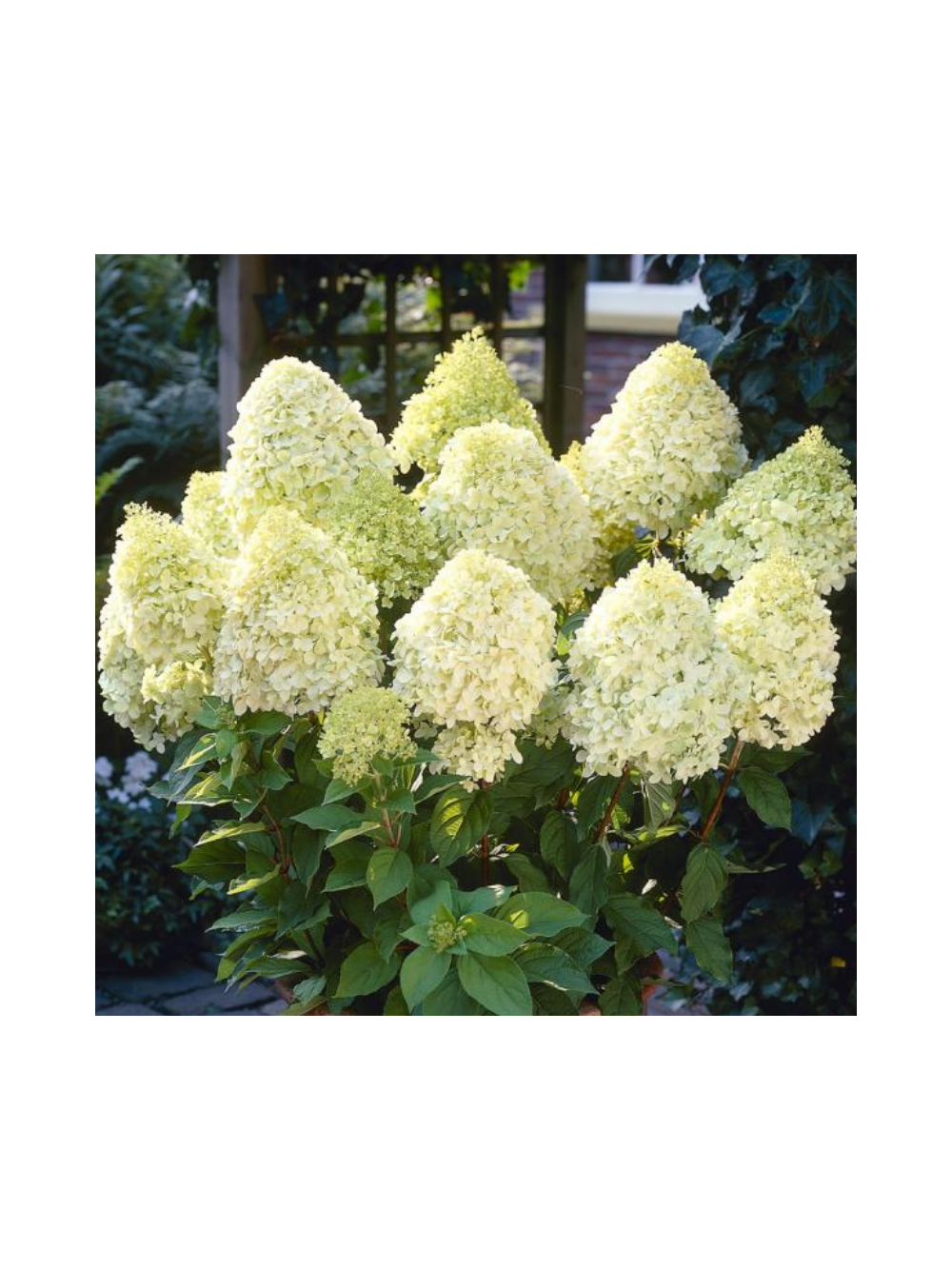 Hortensja bukietowa - Hydrangea paniculata 'Limelight'(R)