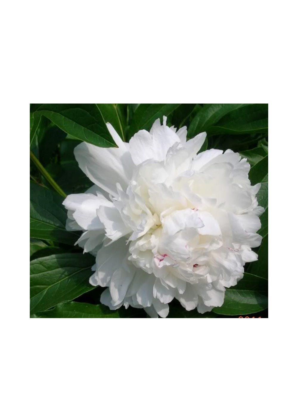 Piwonia drzewiasta - Paeonia suffruticosa 'Xue Ta'