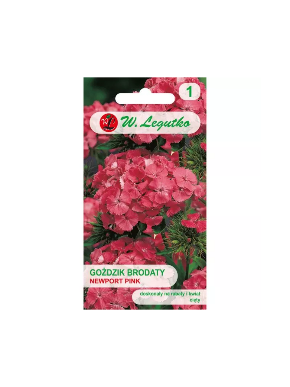 Goździk brodaty Newport Pink łososiowo-różowy