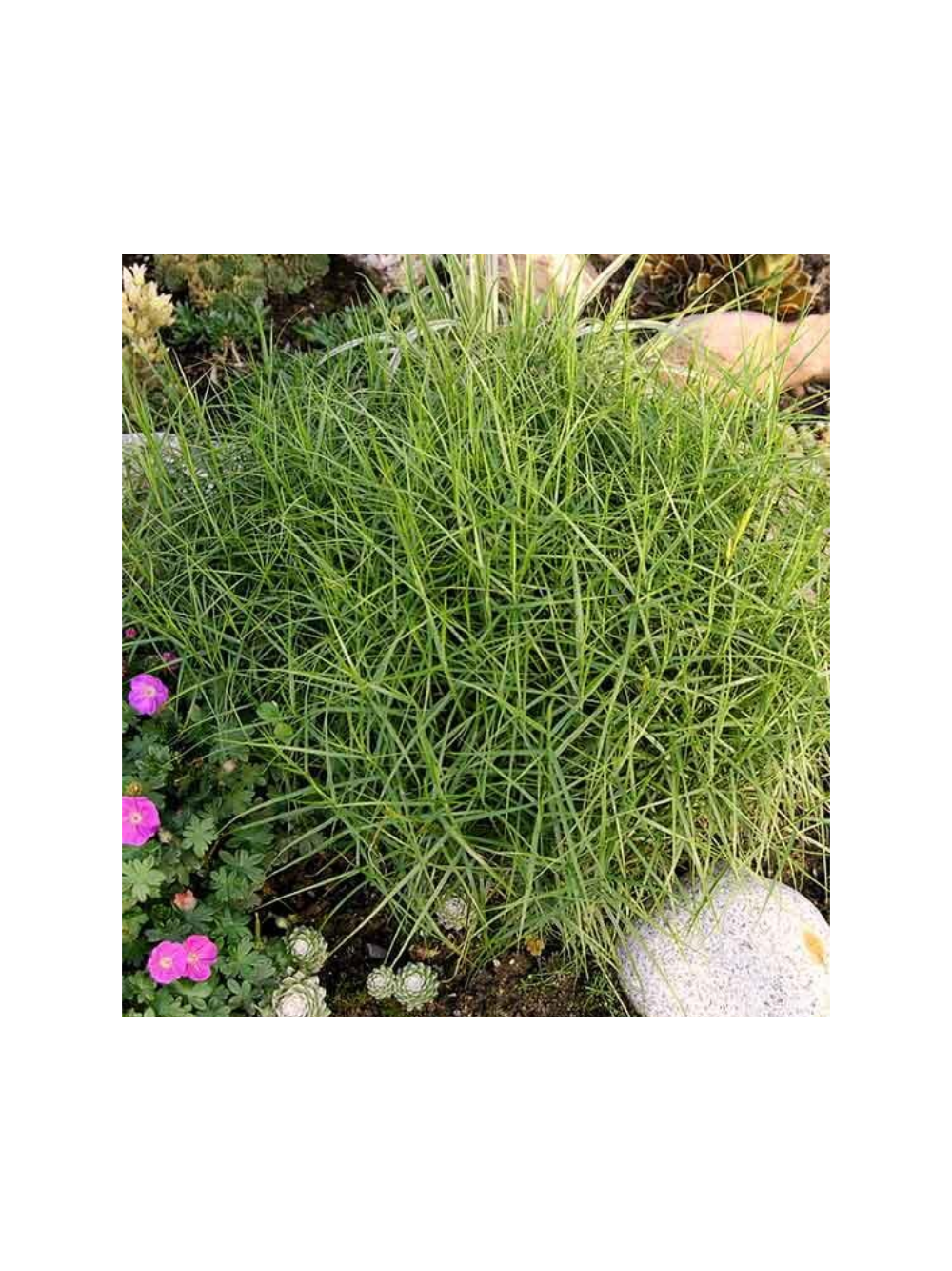 Turzyca palmowa - Carex muskingumensis 'Little Midge'