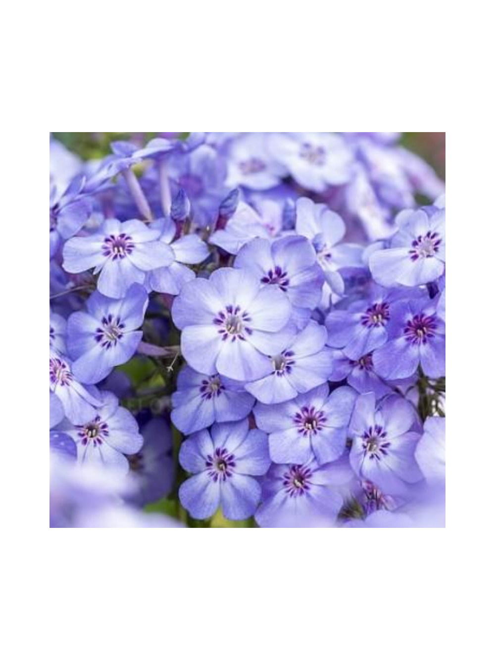 Floks wiechowaty - Phlox paniculata 'Blue Dolphin'