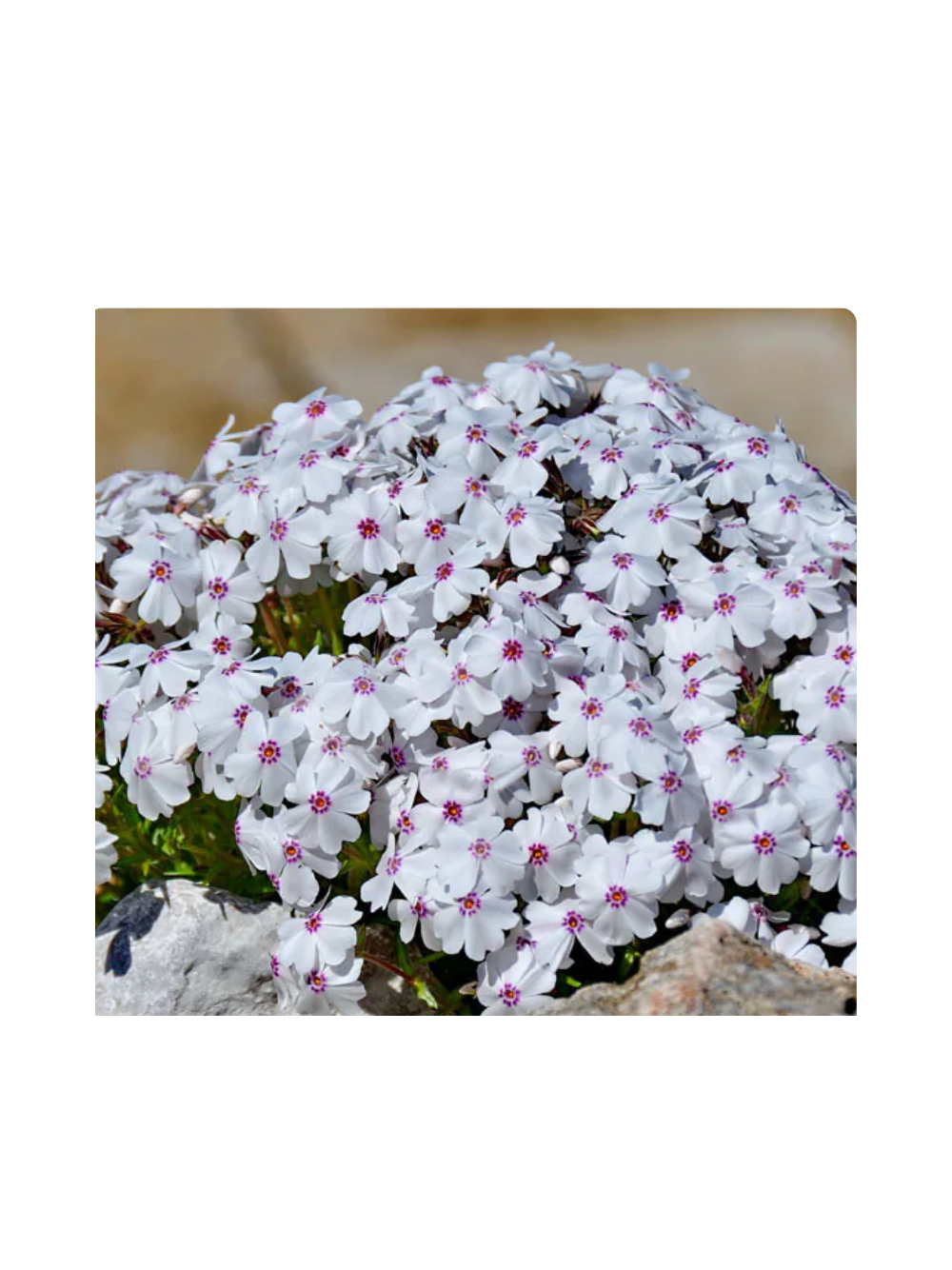 Floks szydlasty - Phlox subulata 'Amazing Grace'