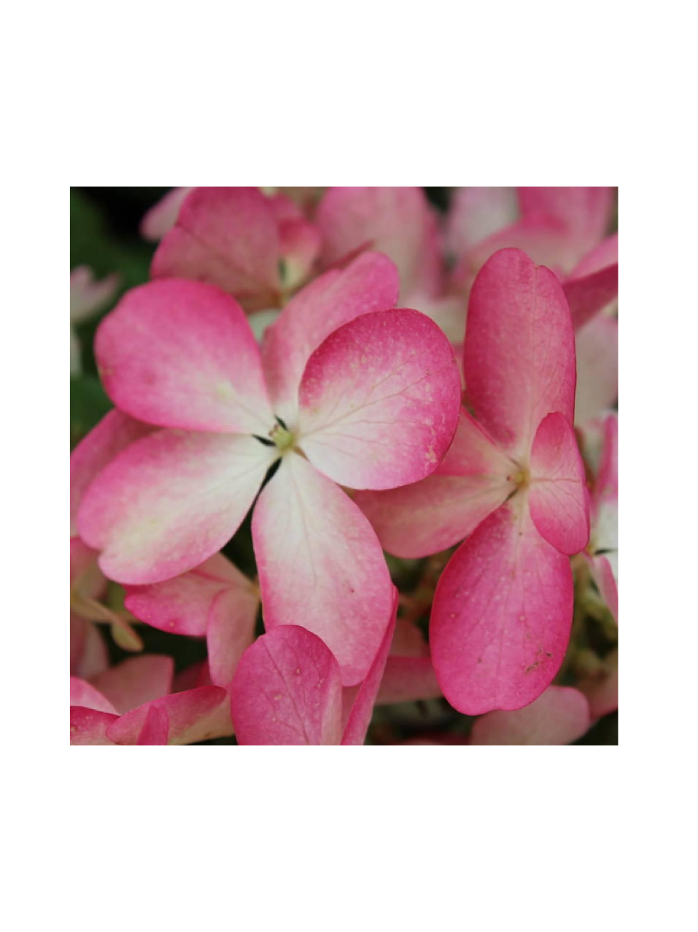 Hortensja bukietowa - Hydrangea paniculata 'Pinky Winky'(R)