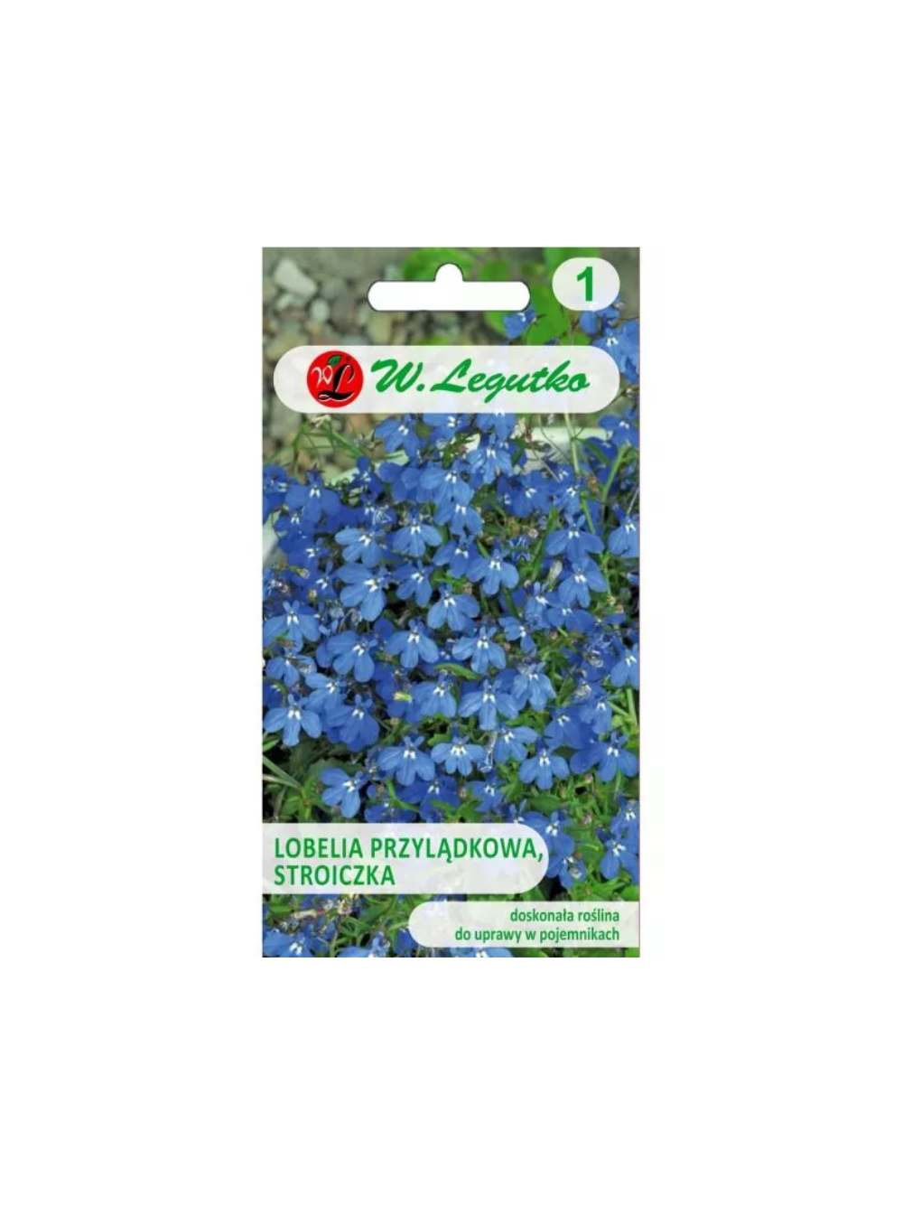 Lobelia przylądkowa, Stroiczka - niebieska