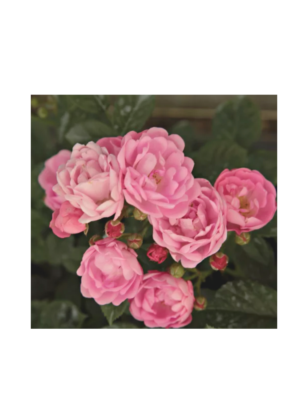 Róża polyantha - różowa
