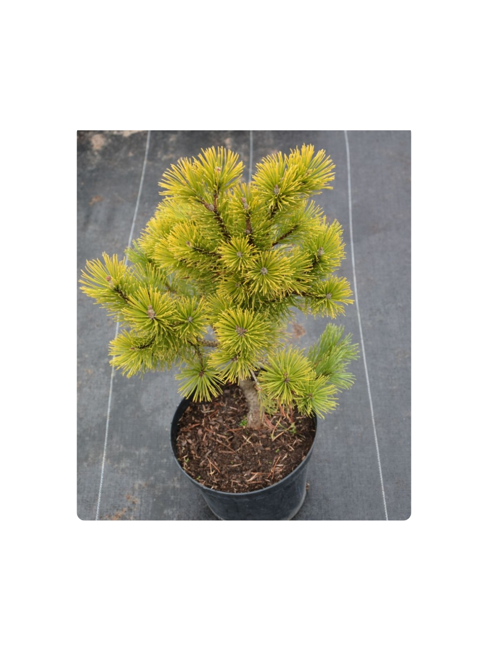 Sosna górska 'Wintergold'
