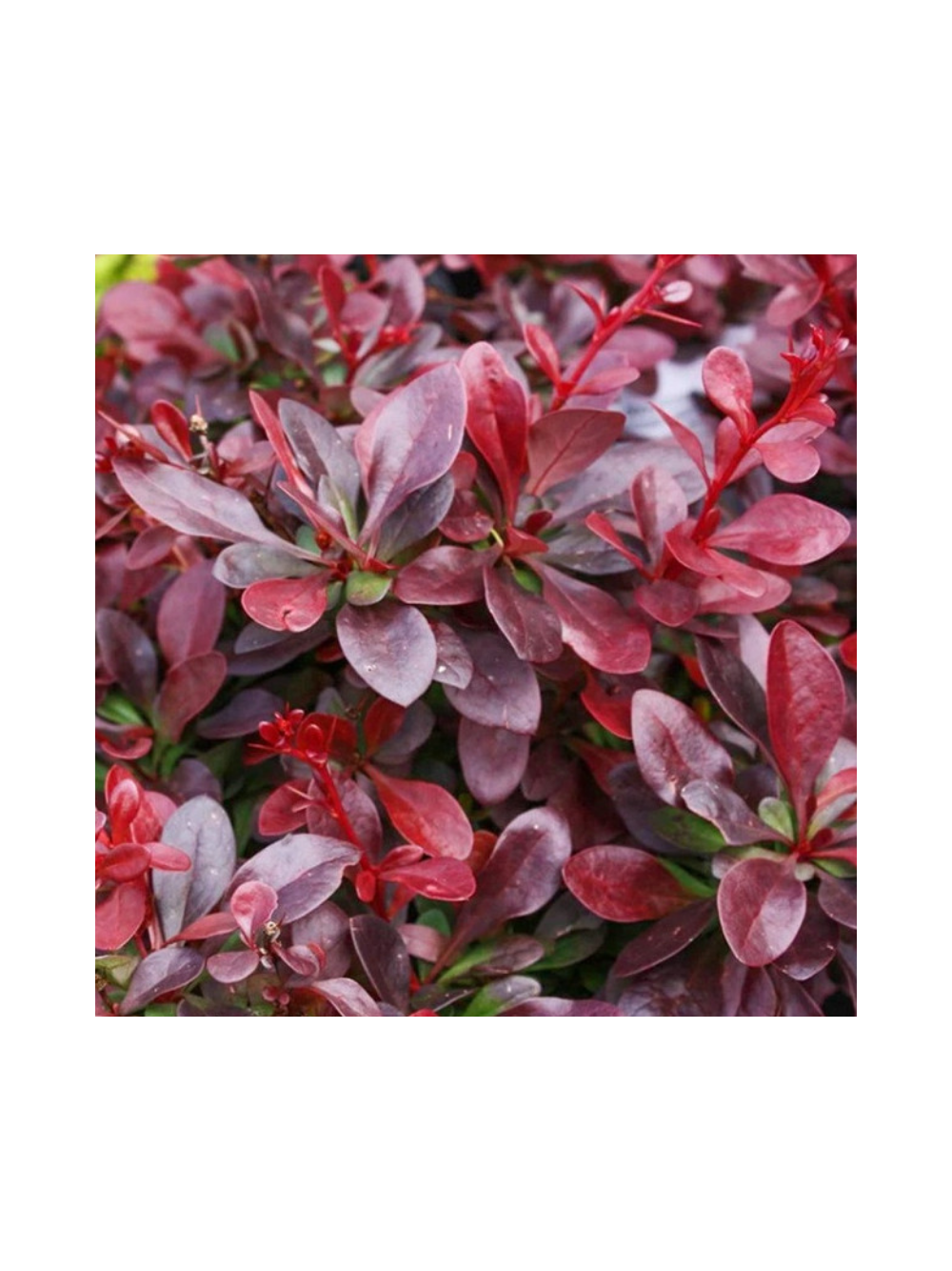Berberys Thunberga - Berberis thunbergii 'Figa'(R)