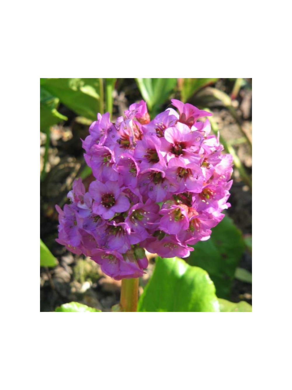 Bergenia sercolistna - Bergenia cordifolia 'Rotblum'