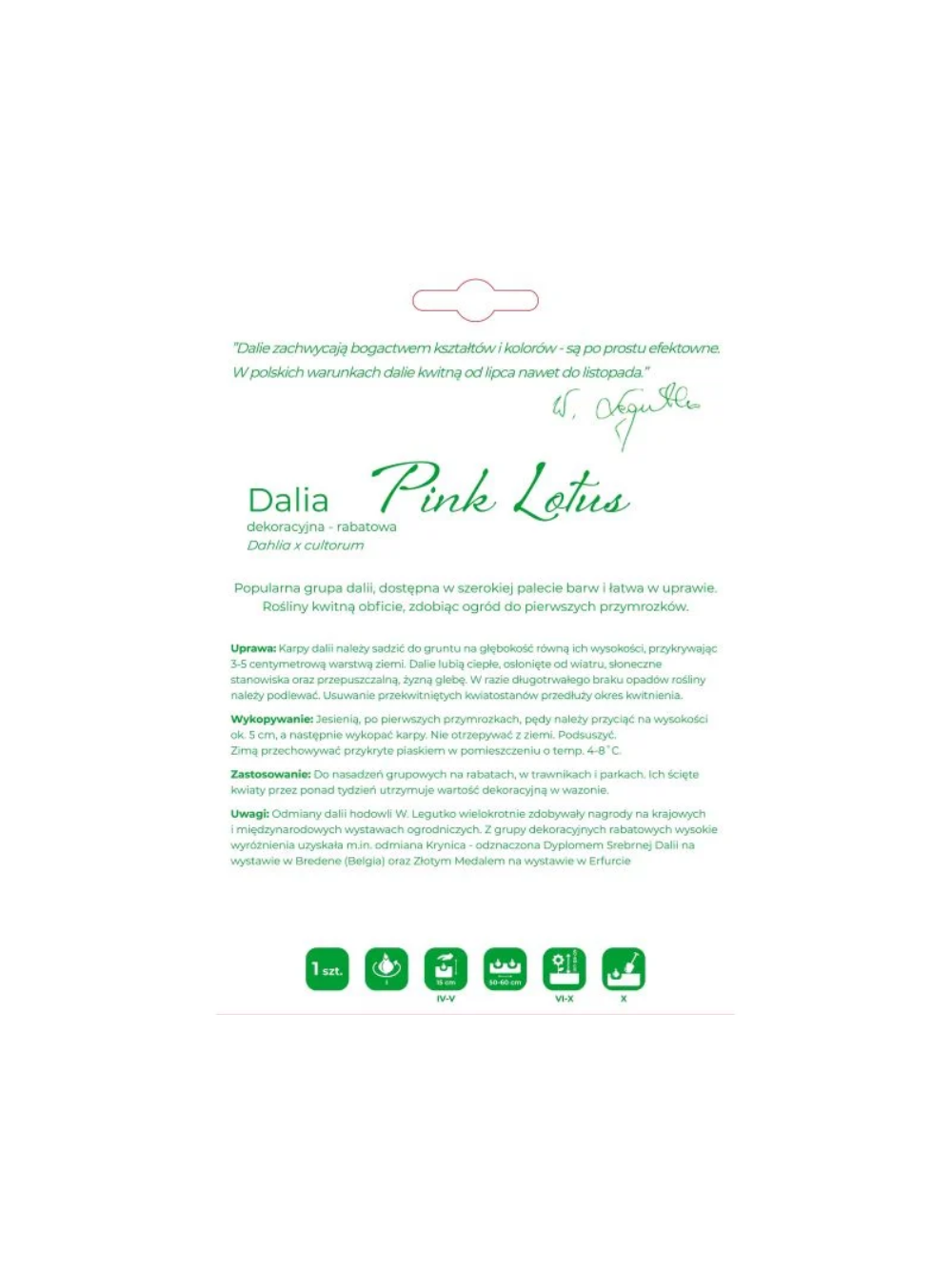 Dalia Pink Lotus różowa 1szt.