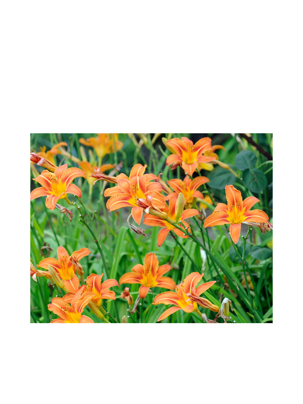 Liliowiec rdzawy - Hemerocallis fulva 'Europa'