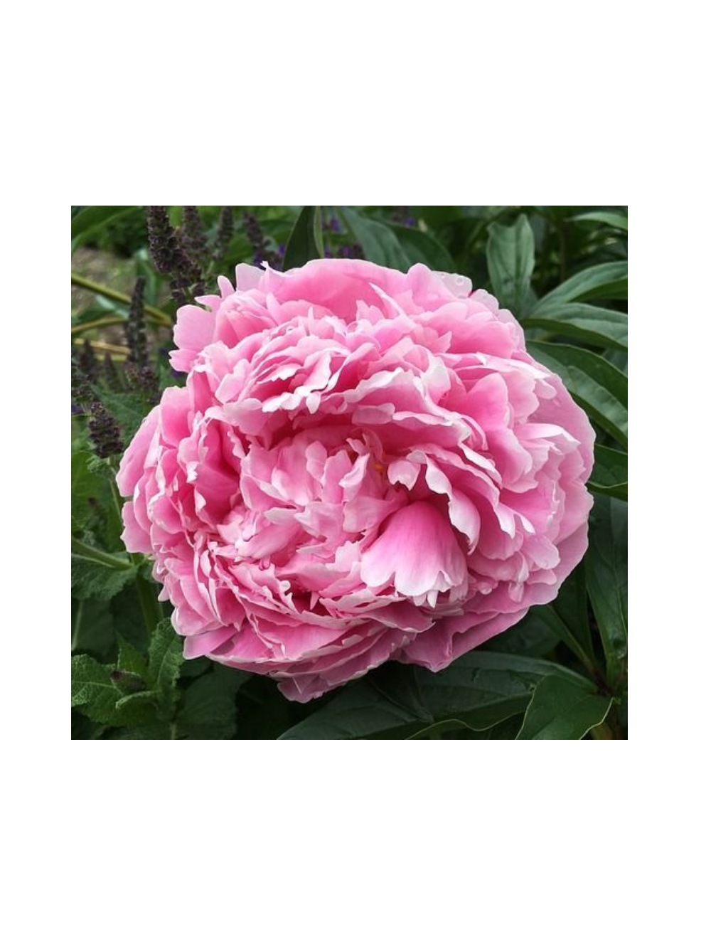 Piwonia drzewiasta - Paeonia suffruticosa 'Yin hong Qiao Dui'
