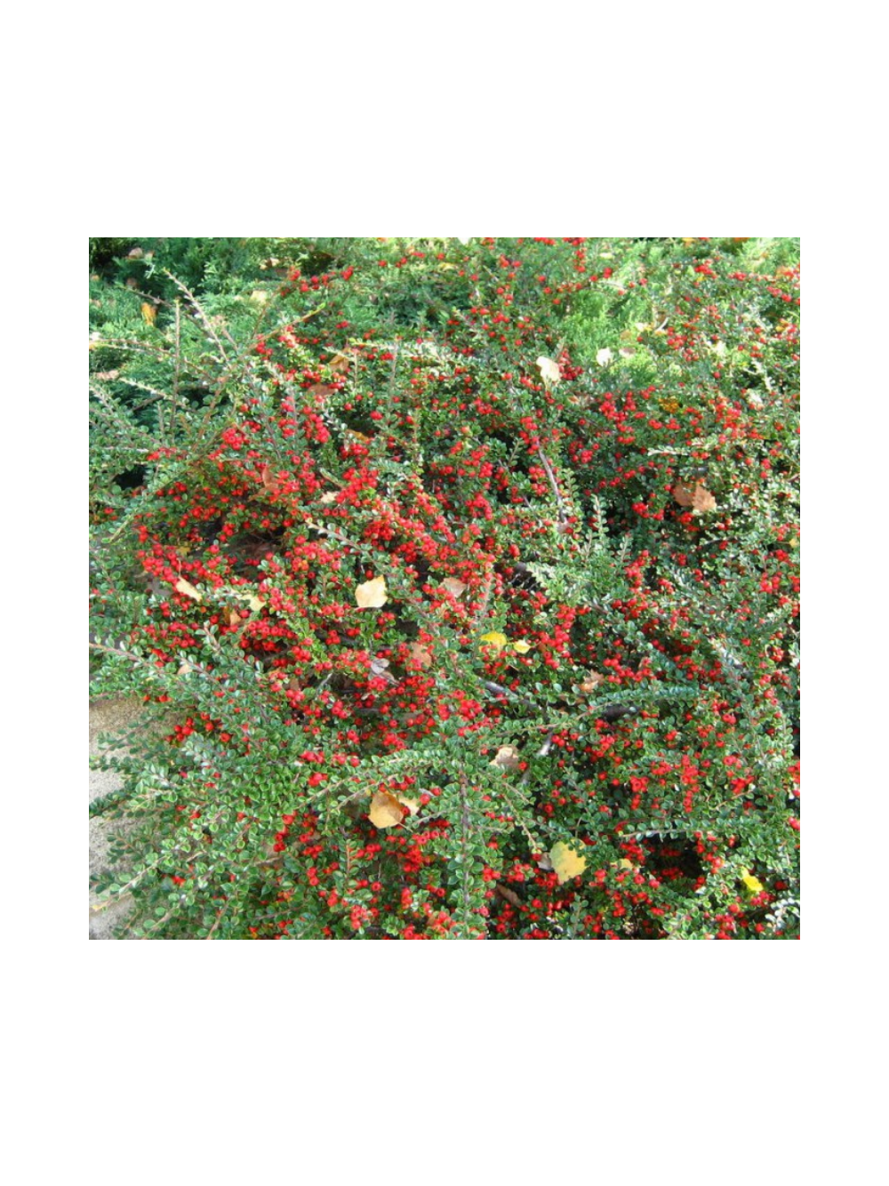 Irga pozioma - Cotoneaster Horizontalis