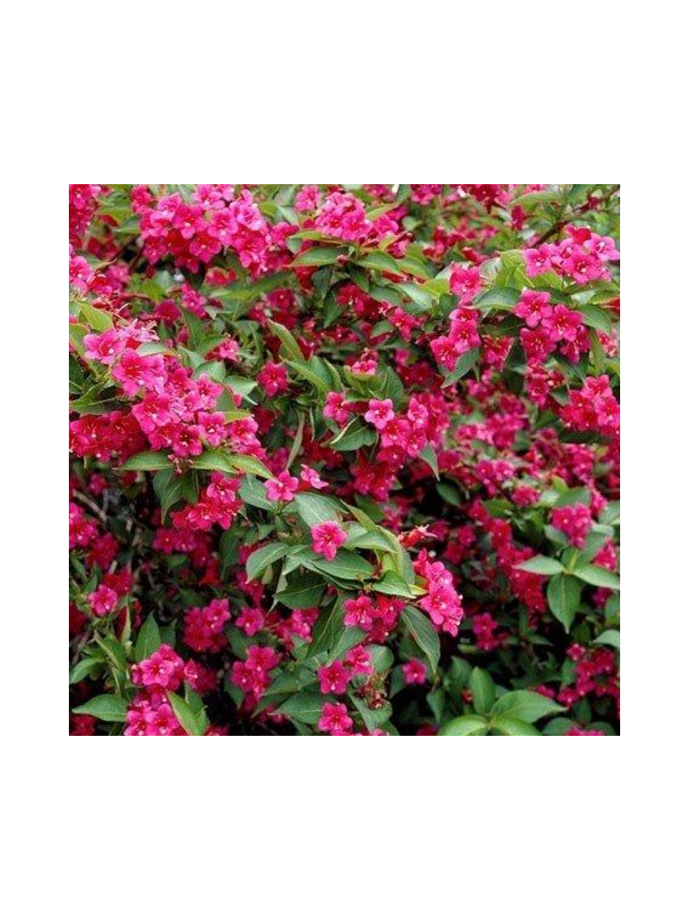 Krzewuszka - Weigela 'Bristol Ruby'