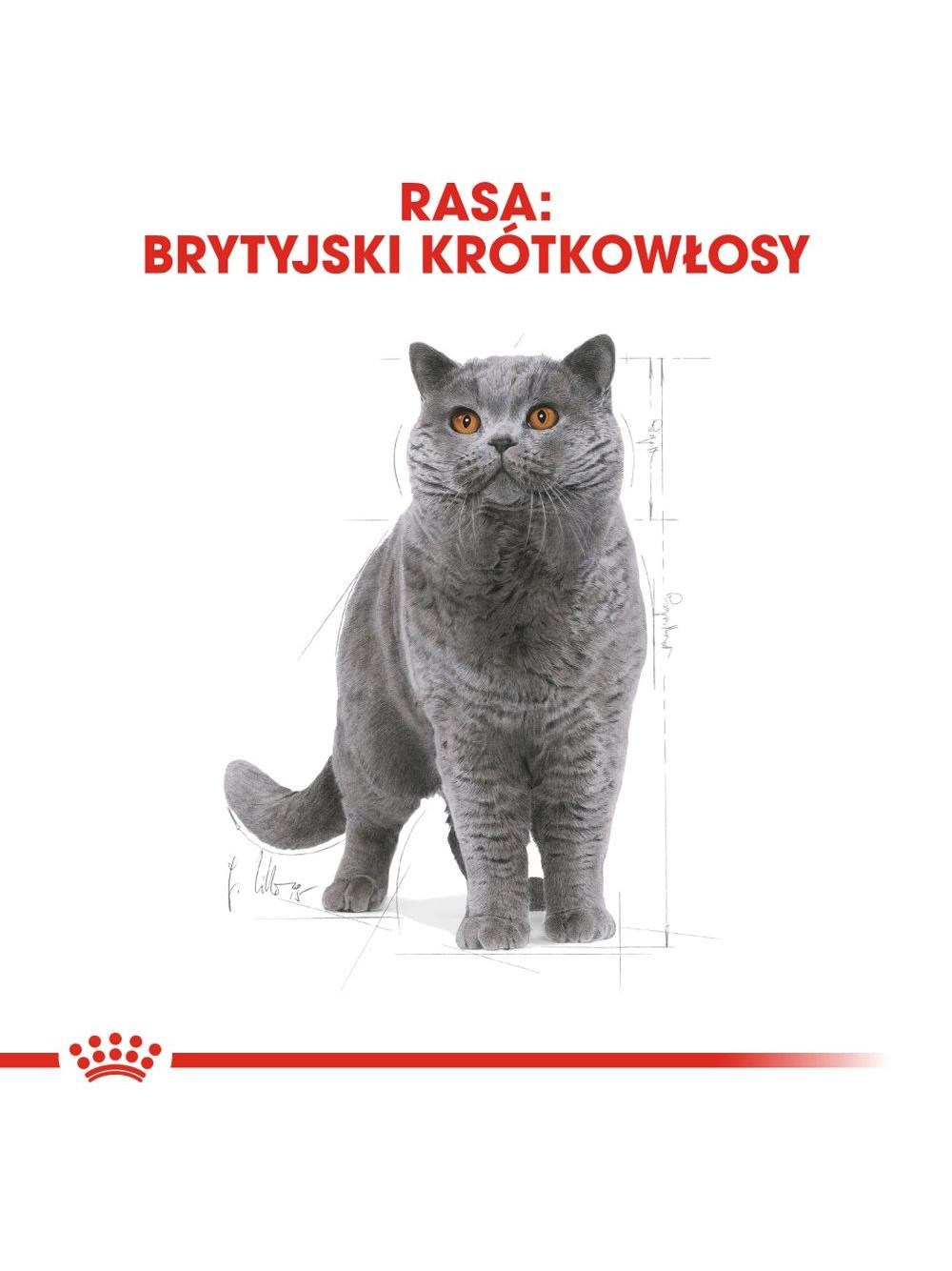 ROYAL CANIN British Shorthair 10kg karma sucha dla kotów dorosłych rasy brytyjski krótkowłosy + Piłka dla kota GRATIS!