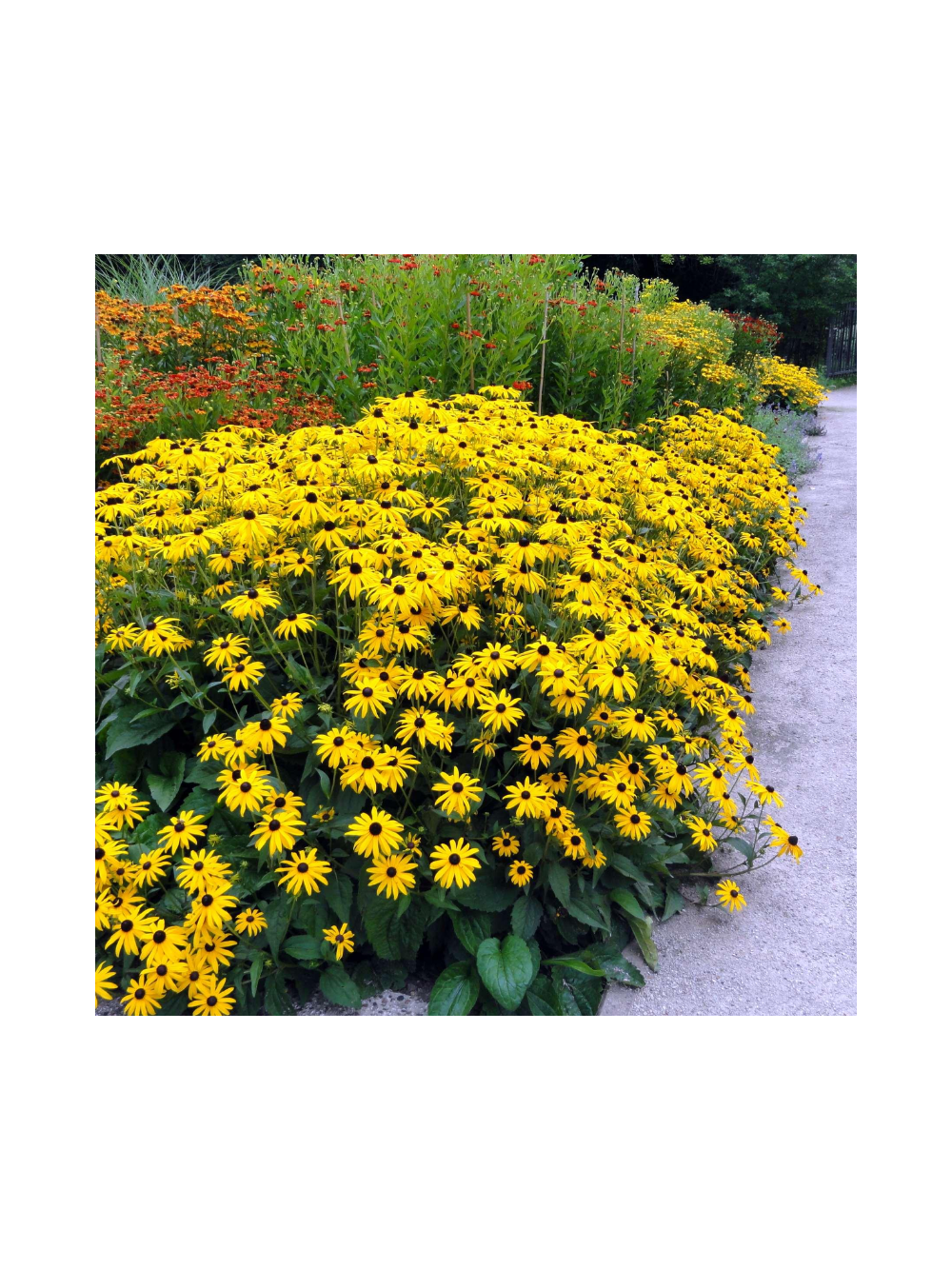 Rudbekia - Rudbeckia fulgida 'Goldsturm'