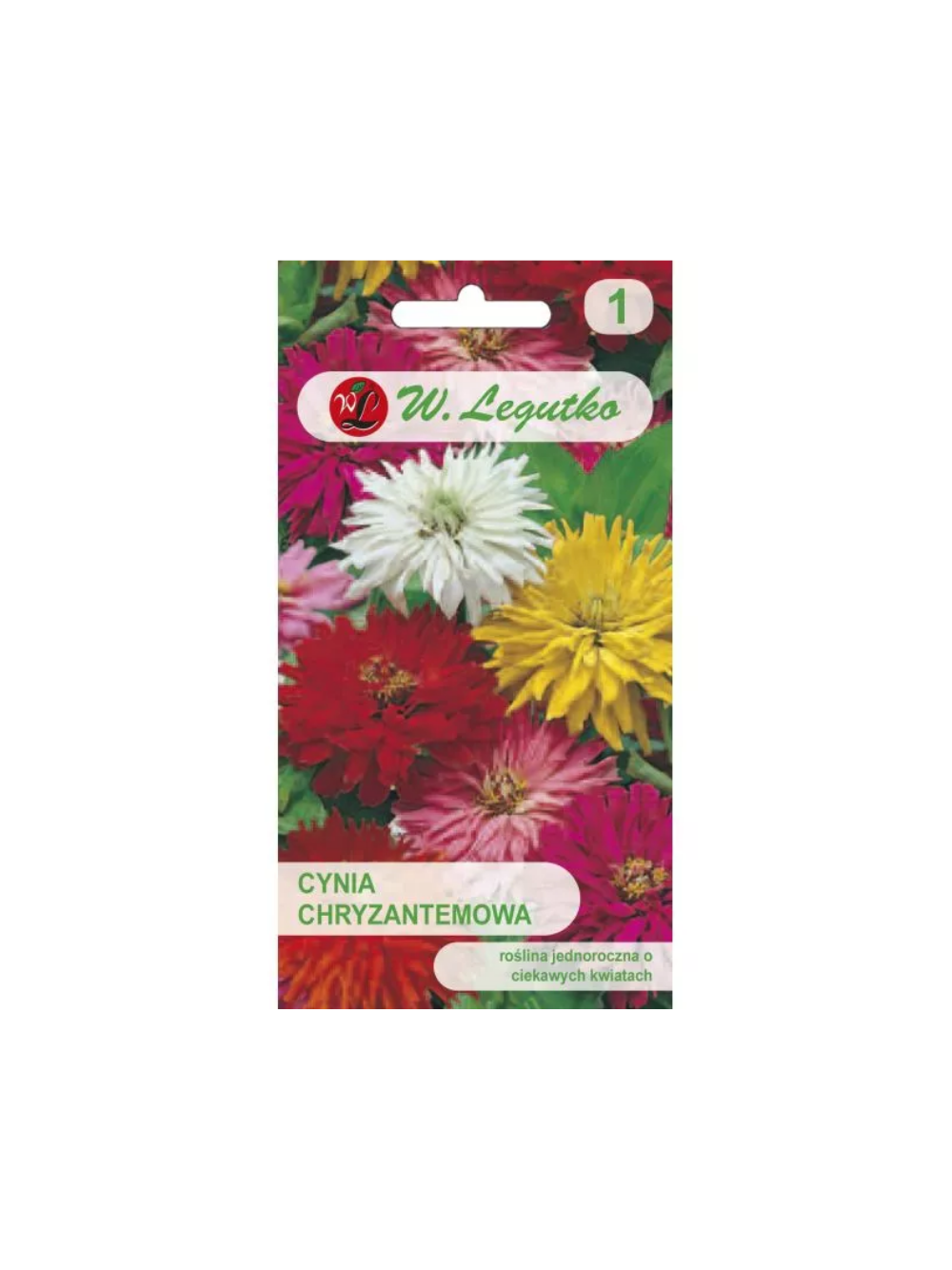Cynia wytworna chryzantemowa mieszanka