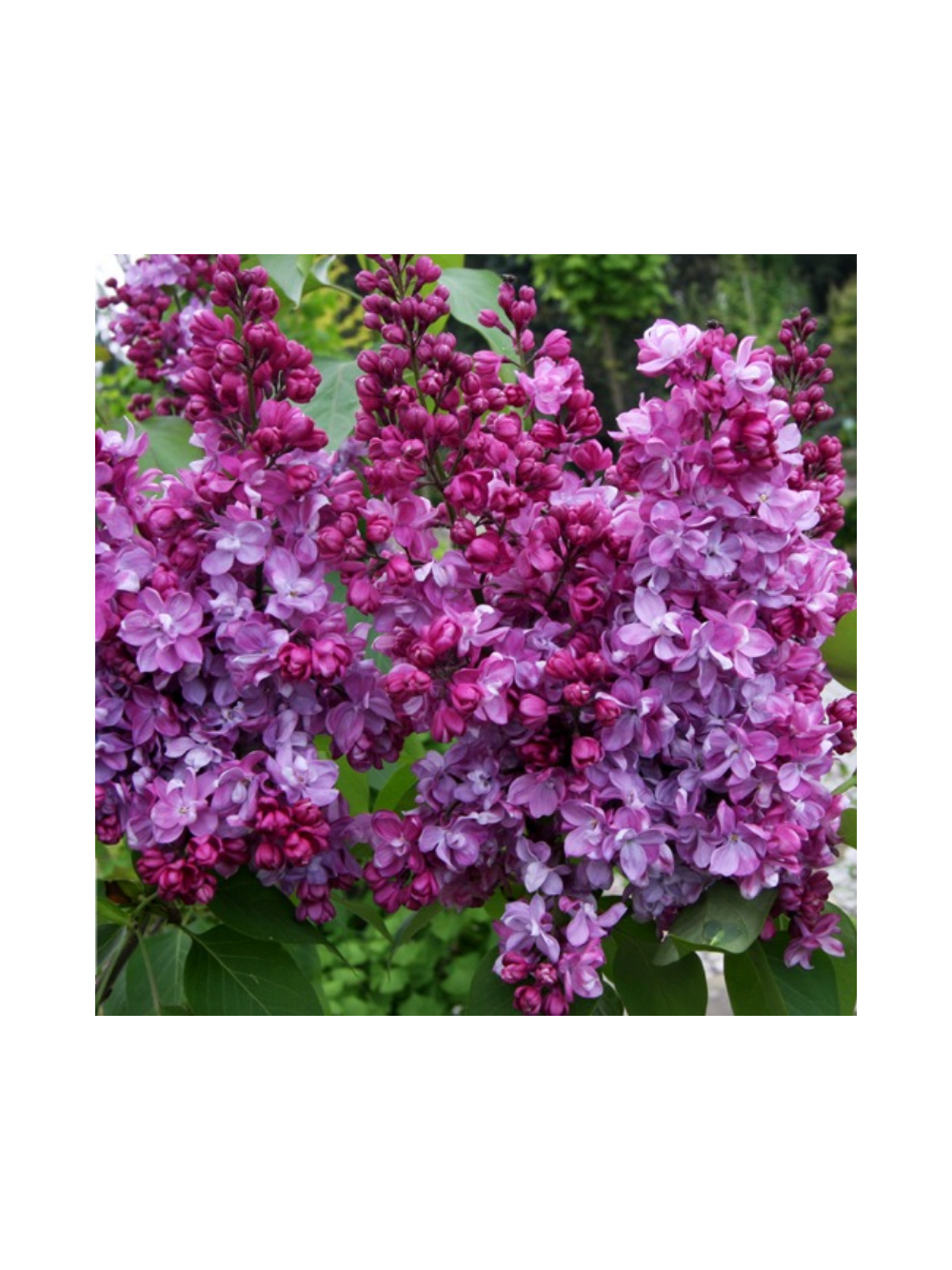 Lilak pospolity - Syringa vulgaris 'Prince Wolkonsky'