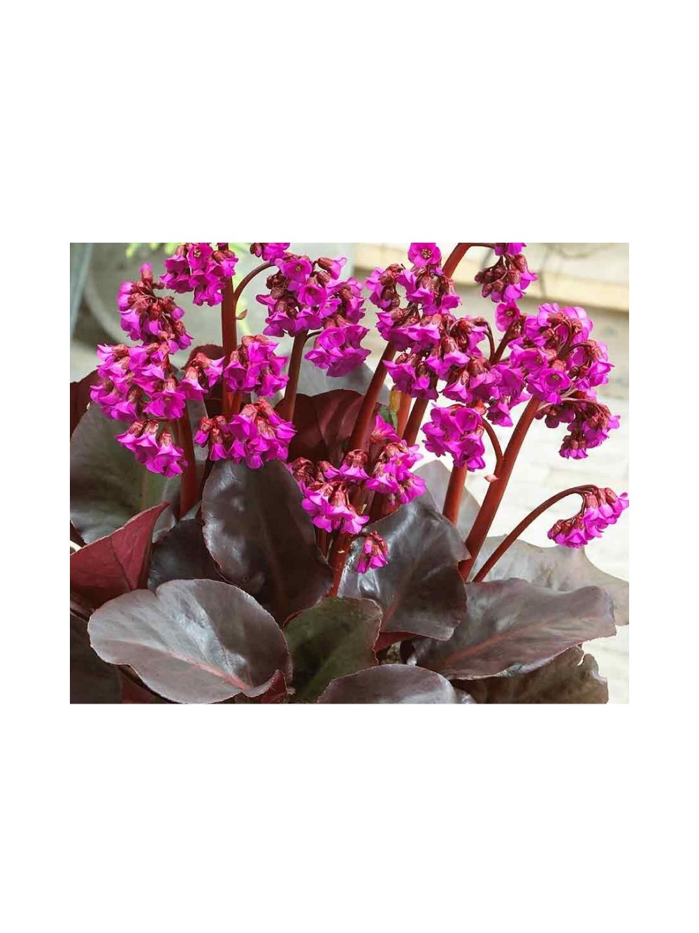 Bergenia x hybrida 'Flirt'