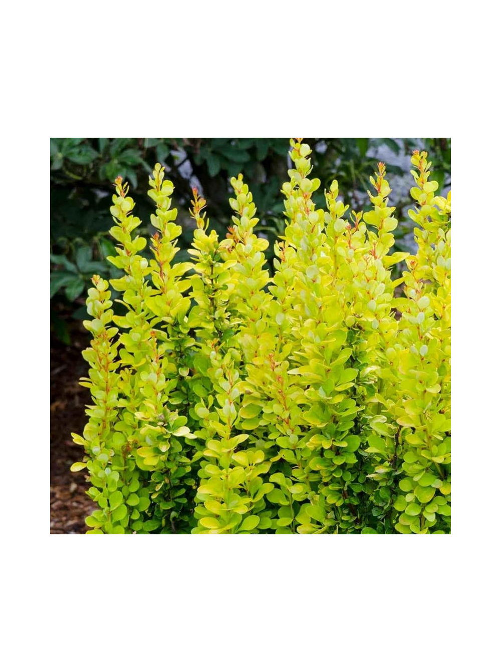 Berberys Thunberga - Berberis thunbergii 'Golden Rocket'(R)