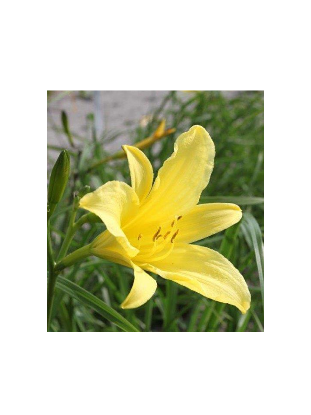 Liliowiec cytrynowy - Hemerocallis citrina