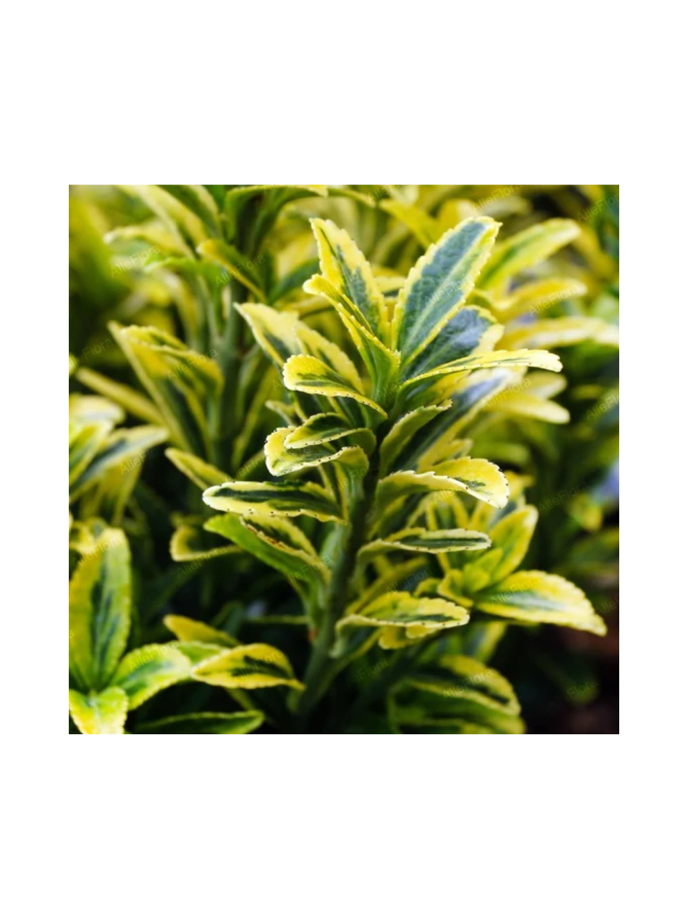 Trzmielina japońska - Euonymus japonica 'Micr. Aurovariegatus'