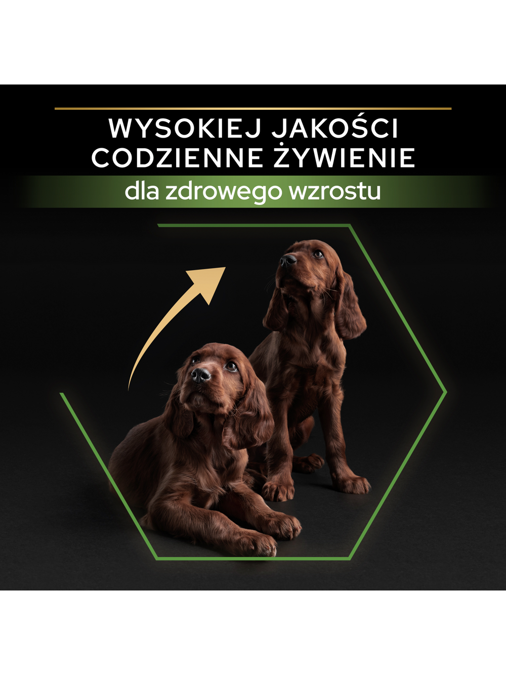 Purina Pro Plan Large Puppy Athletic Optistart, kurczak i ryż 12kg / Opakowanie uszkodzone (3664,3665,5167,5575,7021,8739) !!!