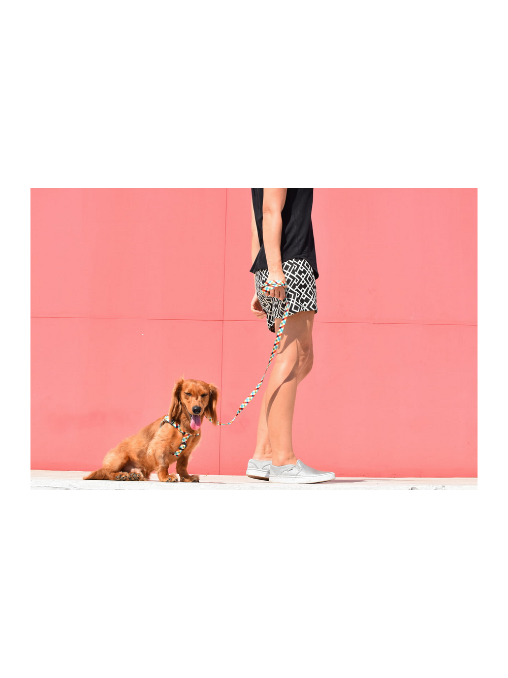 ZEE DOG Smycz dla psa Phantom XS