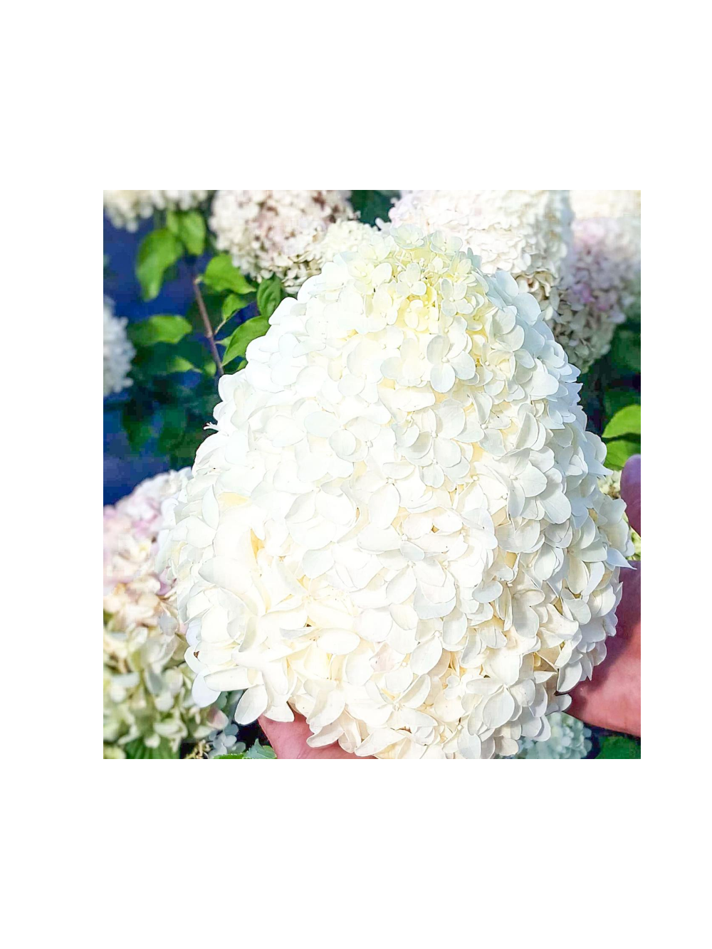 Hortensja bukietowa - Hydrangea paniculata 'Polar Bear'(R)