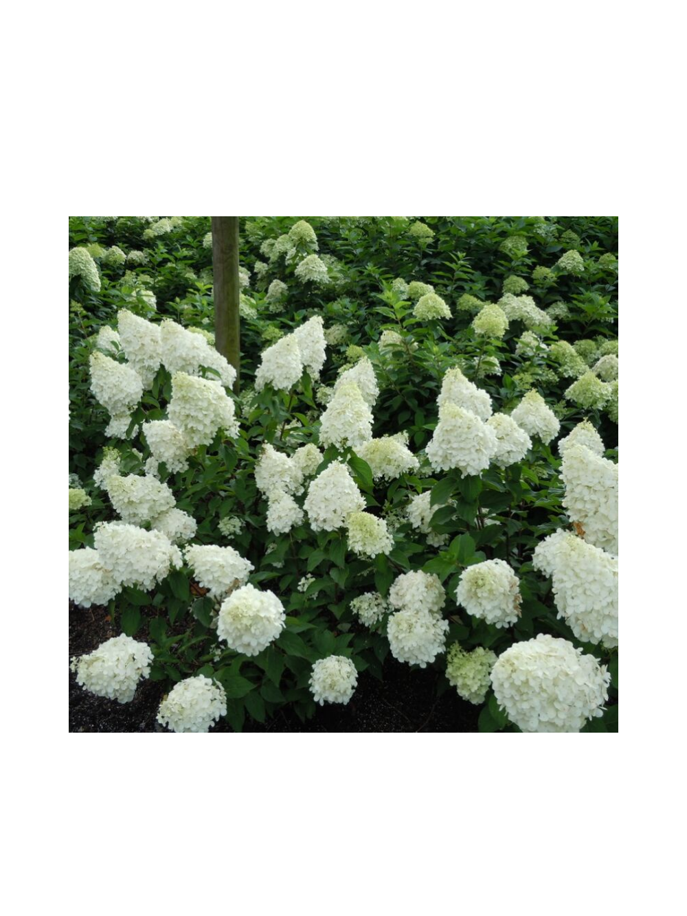 Hortensja bukietowa - Hydrangea paniculata 'Polar Bear'(R)
