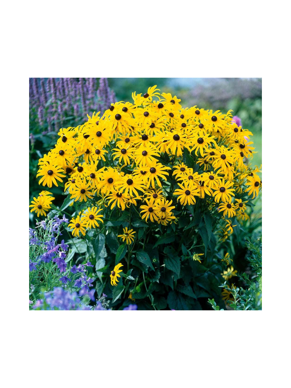 Rudbekia - Rudbeckia fulgida 'Goldsturm'