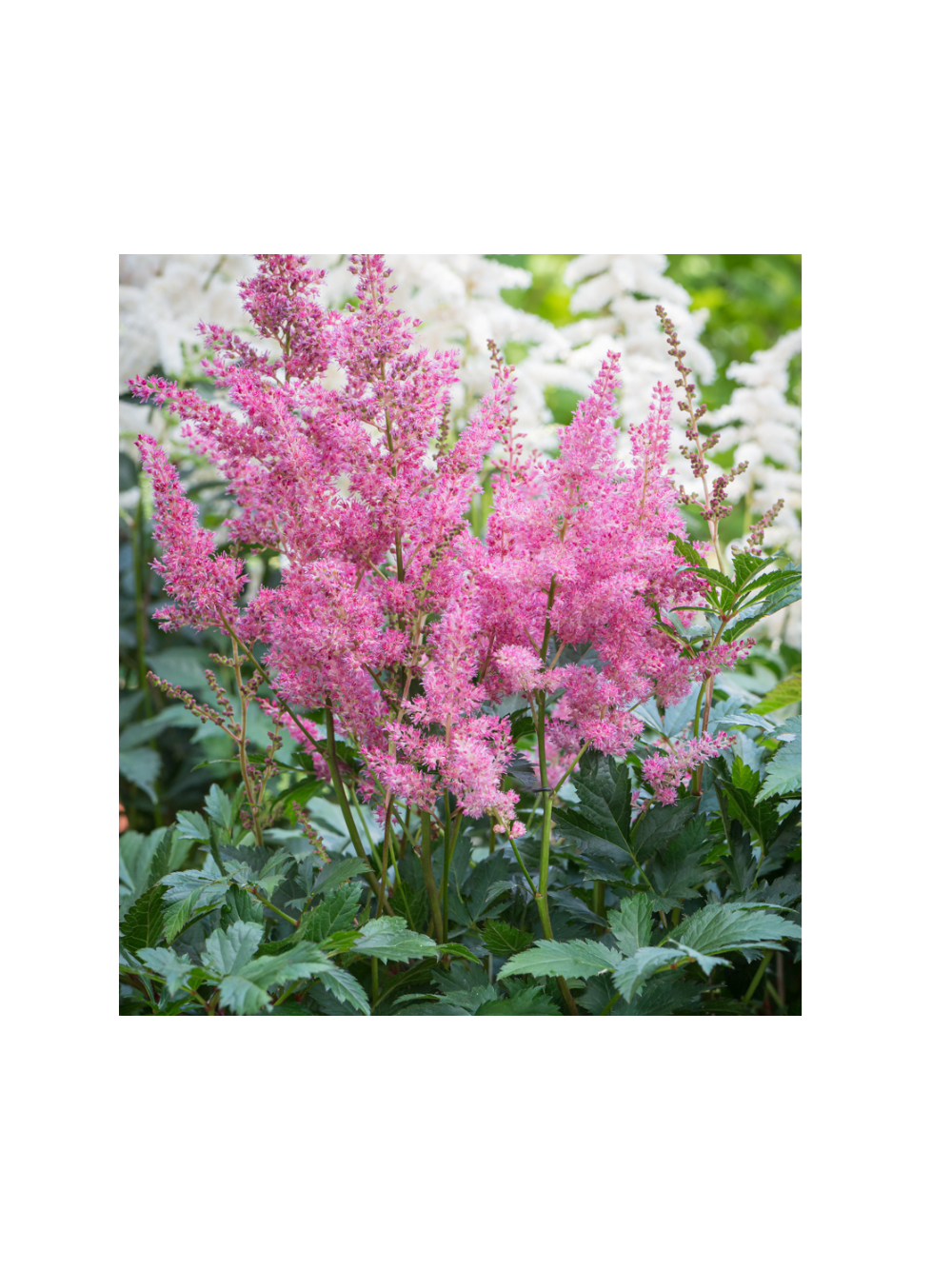 Tawułka japońska - Astilbe japonica 'Rheinland'