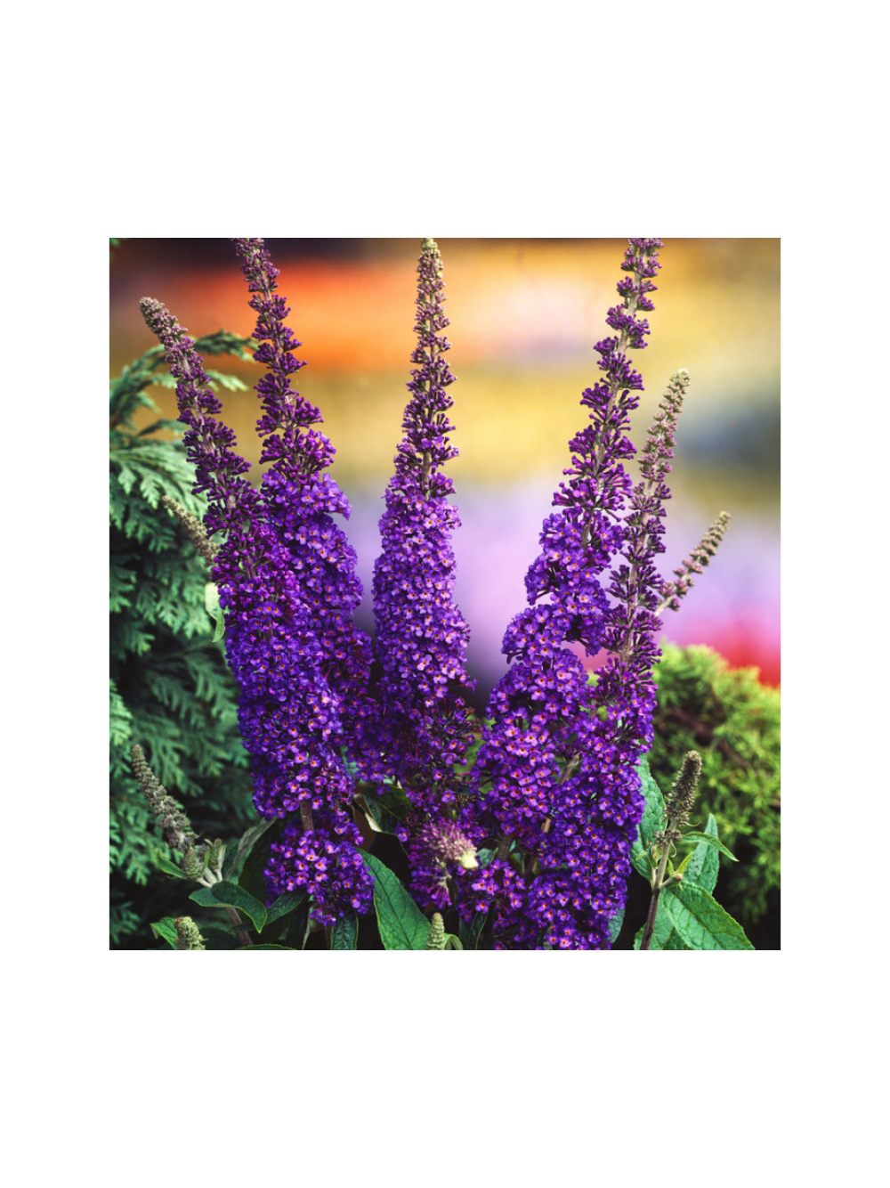 Budleja Dawida - Buddleja davidii 'Empire Blue'