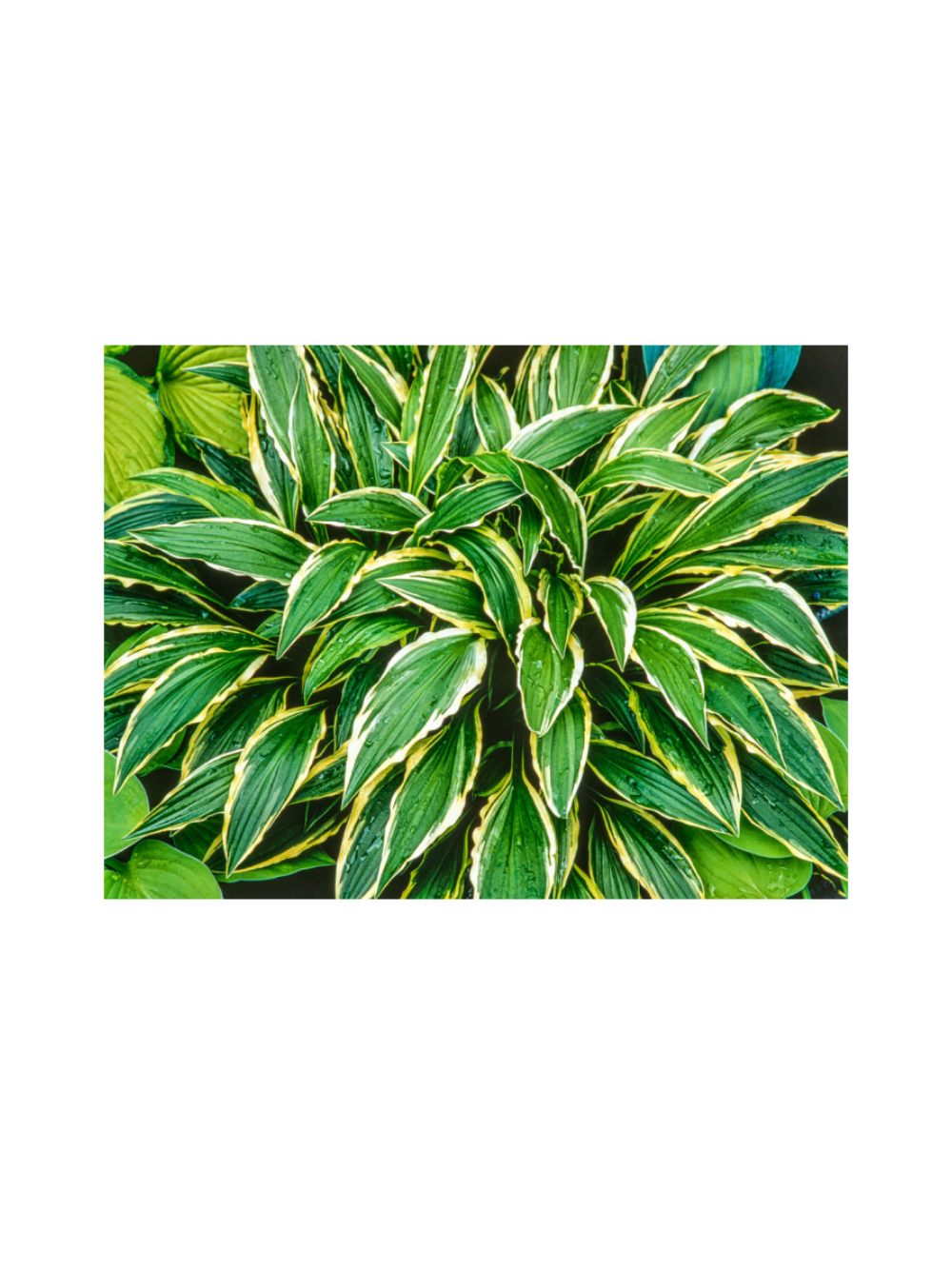 Funkia - Hosta 'Stiletto'