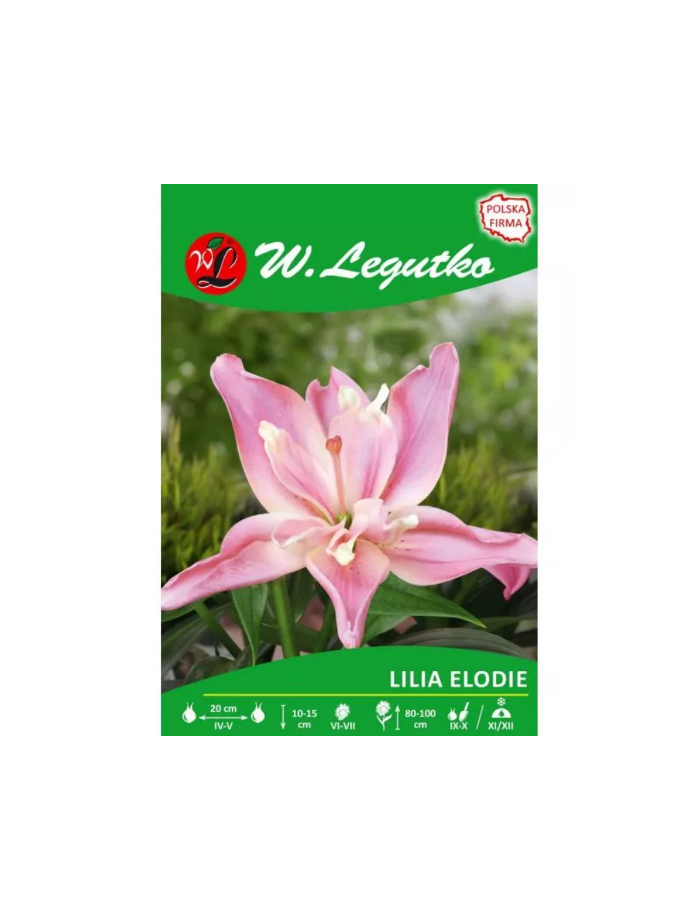 Lilia Elodie różowa 1szt.