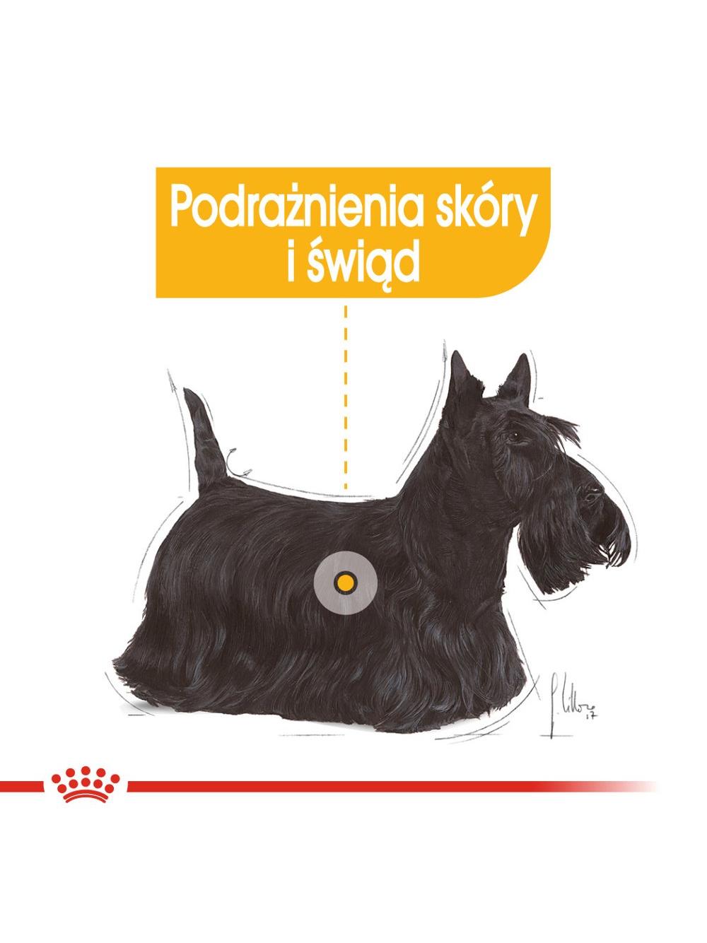ROYAL CANIN CCN Mini Dermacomfort 8kg + niespodzianka dla psa GRATIS!