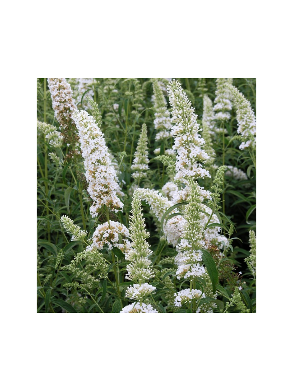 Buddleja davidii 'White Profusion'