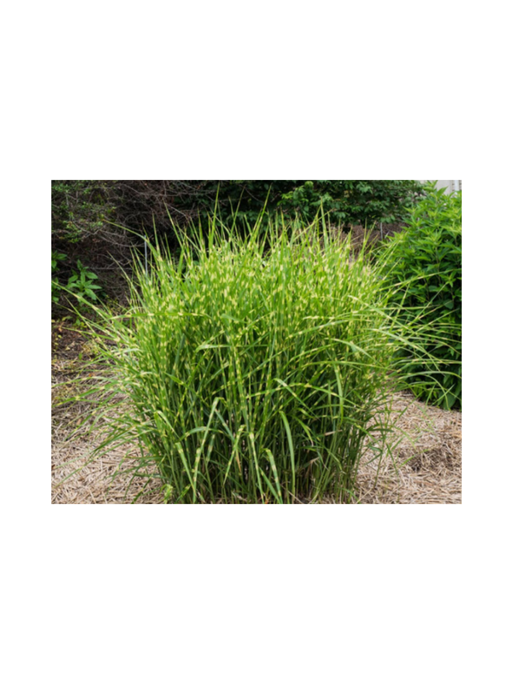 Miskant chiński - Miscanthus sinensis  'Strictus  Dwarf'