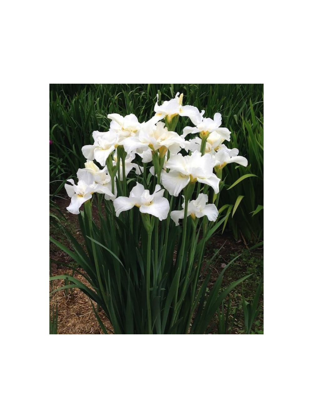 Kosaciec syberyjski - Iris sibirica 'Weiss'
