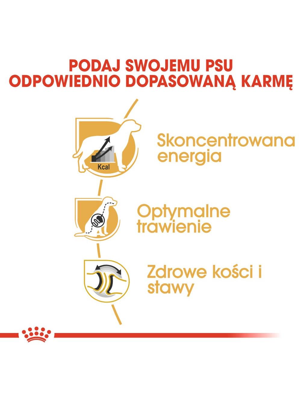 ROYAL CANIN Great Dane Adult 12kg karma sucha dla psów dorosłych rasy dog niemiecki