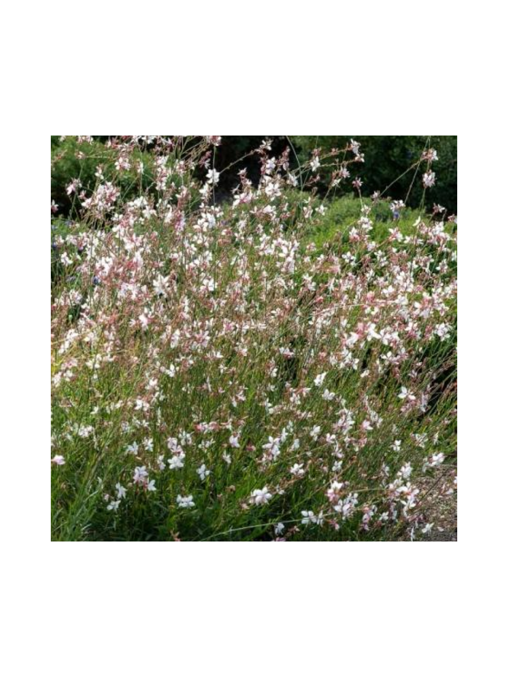 Gaura - Gaura lindheimeri
