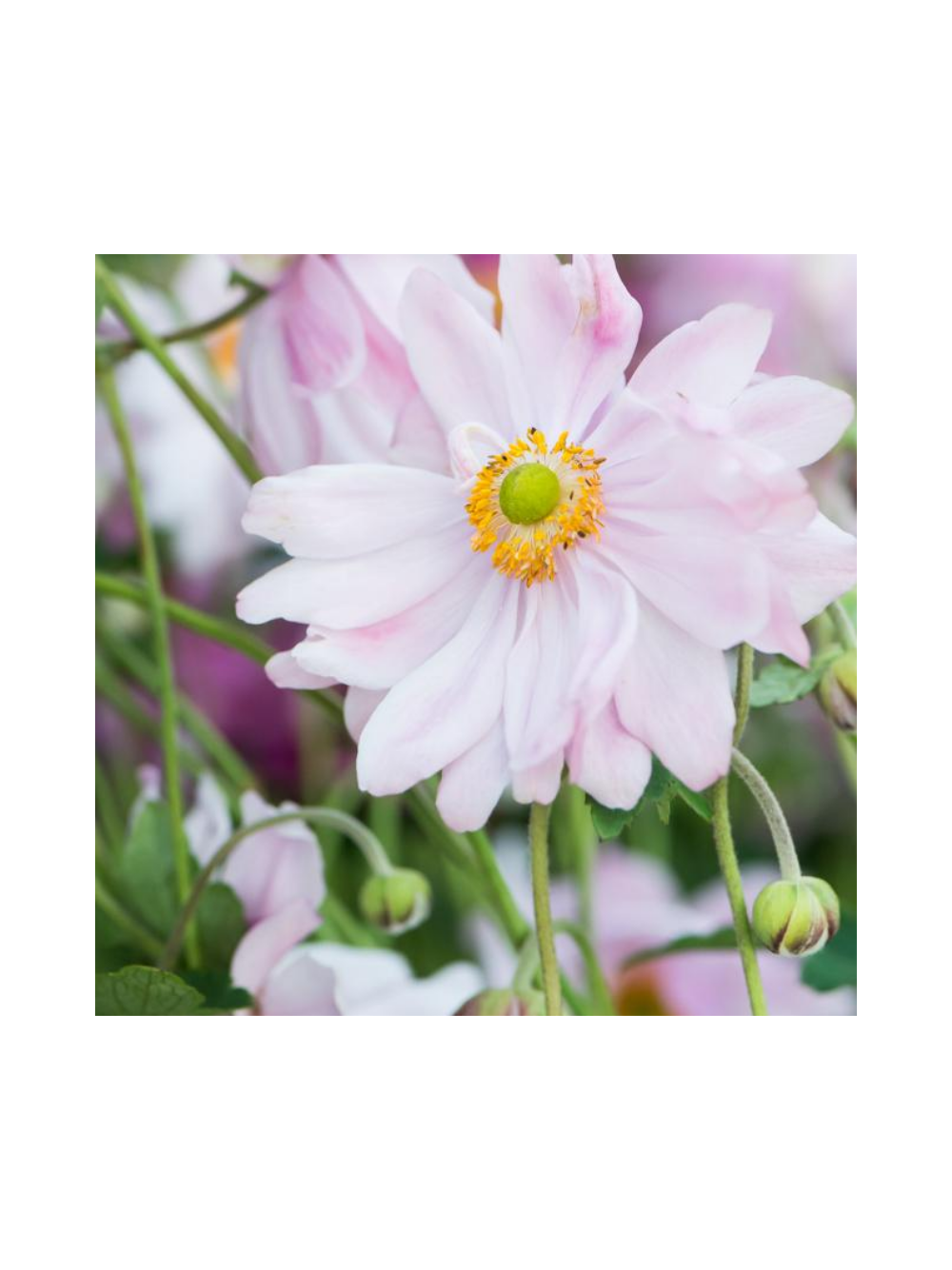 Zawilec - Anemone x hybrida 'Mont-Rose'