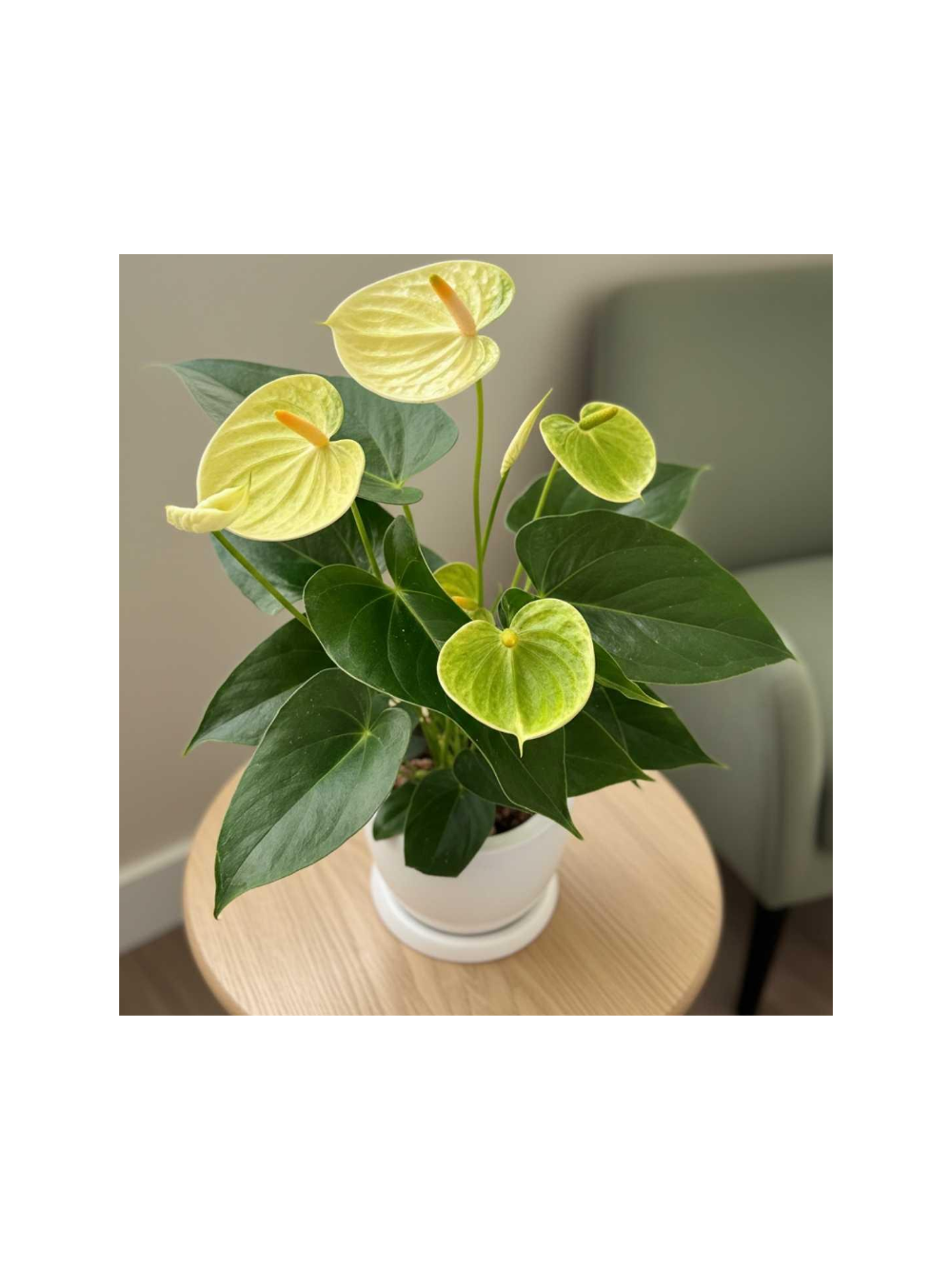 Anthurium żółte d12