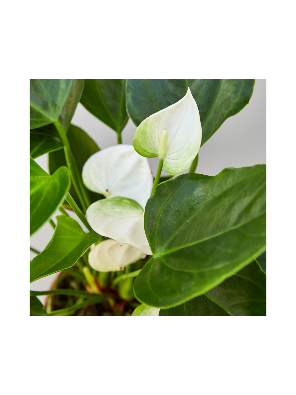 Anthurium białe d12