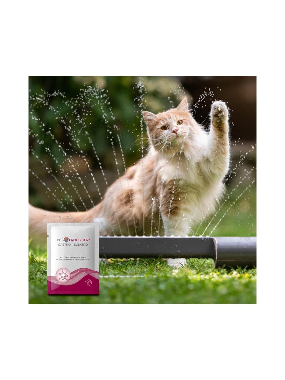 VET PROTECTOR® GASTRO – ELEKTRO – preparat stabilizujący równowagę wodno-elektrolitową w postaci proszku dla psa i kota 3 g