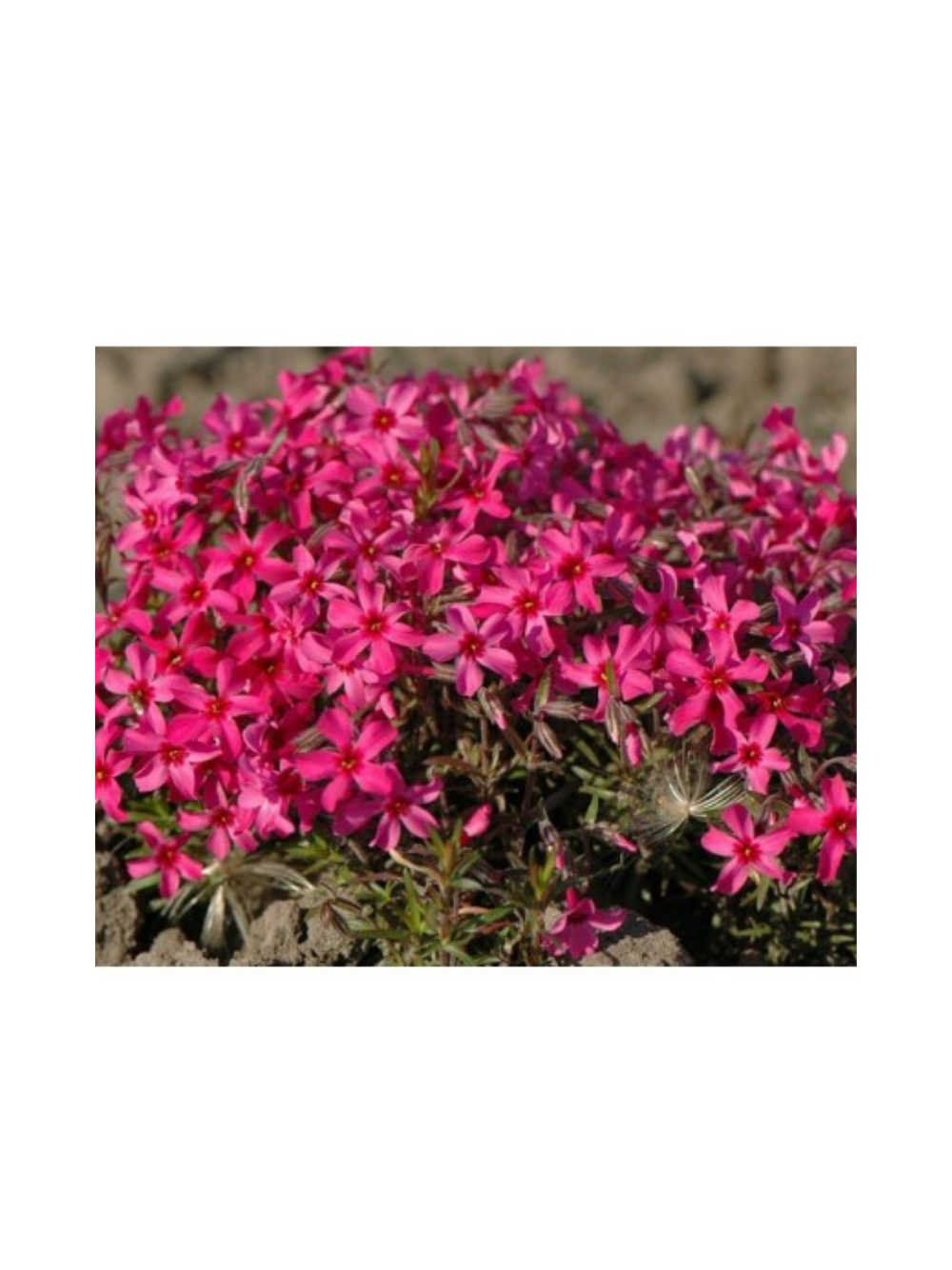 Floks szydlasty - Phlox subulata 'Atropurpurea'