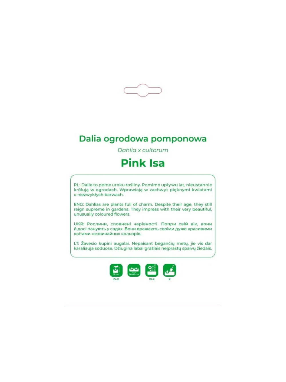 Dalia Pink Isa różowo-biała 1szt.