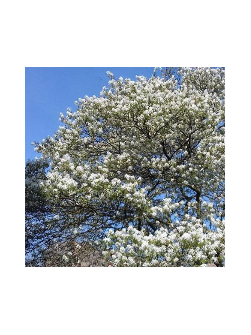 Świdośliwa olcholistna - Amelanchier alnifolia 'Smoky'