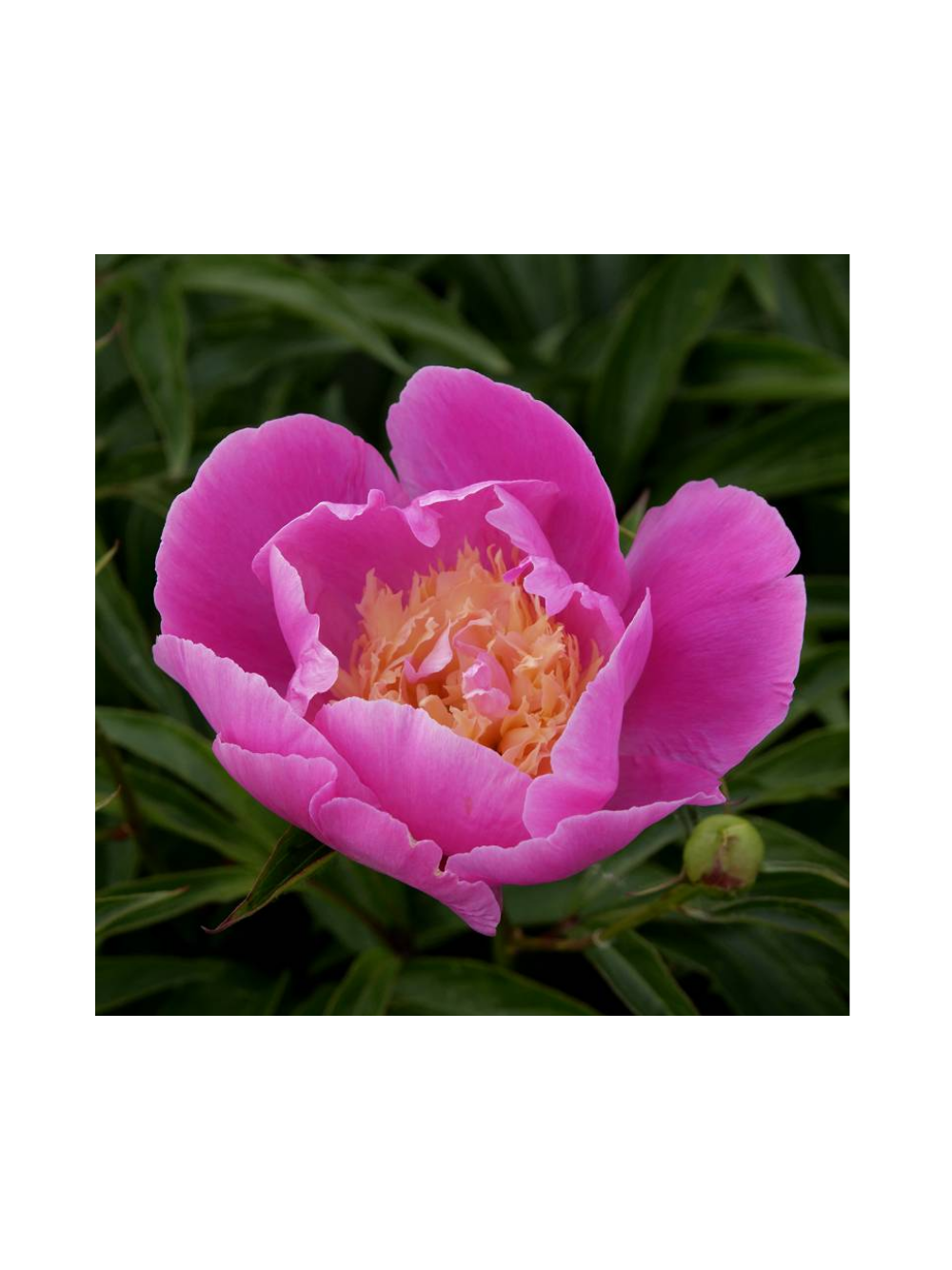 Piwonia chińska - Paeonia lactiflora 'Bowl of Beauty'
